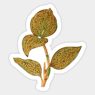 Jewel Orchid - Anoectochilus setaceus - Rothschild Sticker